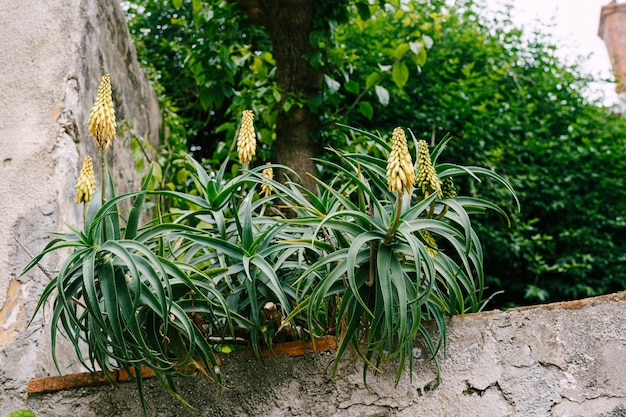 Buissons en fleurs d'aloès sur une clôture en pierre.