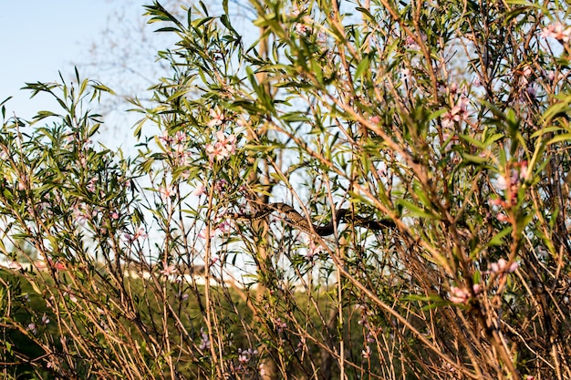 Photo buissons de fleurs roses serpent