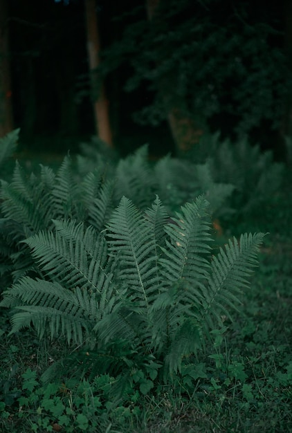 Buissons de fougères dans la forêt tropicale Feuilles de fougère dans les bois