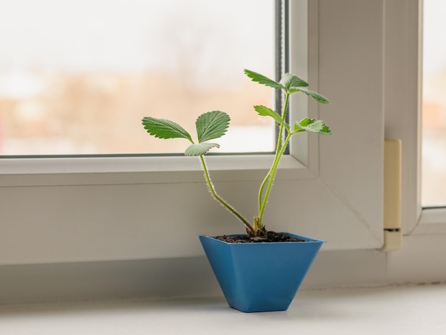 Buissons de fraises dans un pot bleu sur le rebord de la fenêtre Plantation de jeunes plants dans un sol fertile