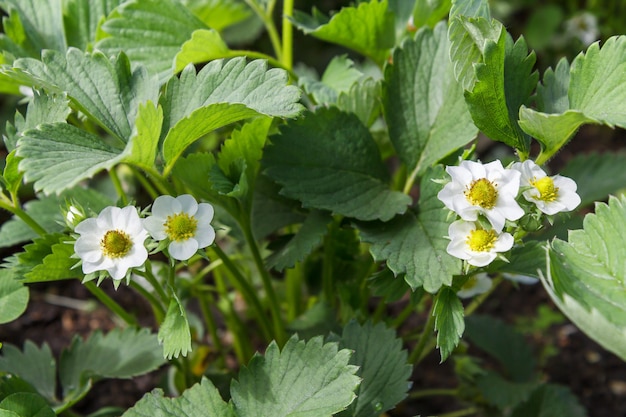 Des buissons de fraises en fleurs au jardin au printemps. faible profondeur de champ se concentrant sur la fleur de fraise