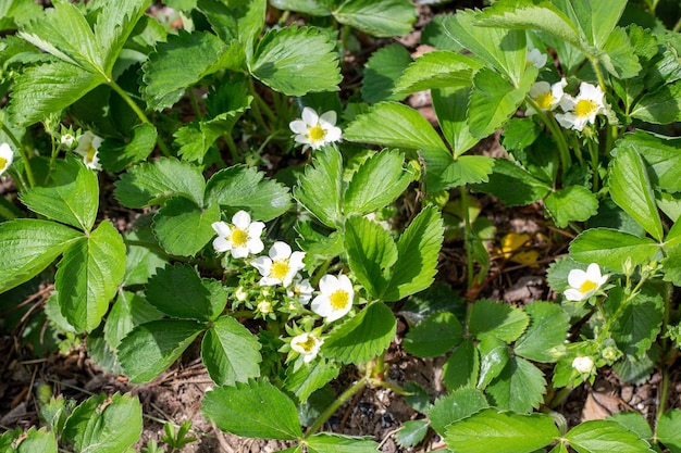 Des buissons de fraises en fleurs dans le jardin par une journée d'été ensoleillée