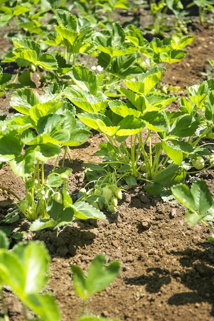 Buissons de fraisier dans le jardin aux beaux jours