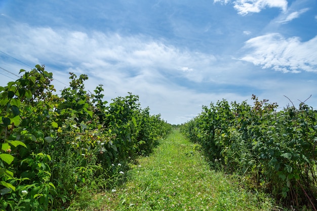 Buissons de framboises mûres