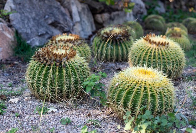 Photo les buissons de grands cactus ronds echinocactus gruzoni