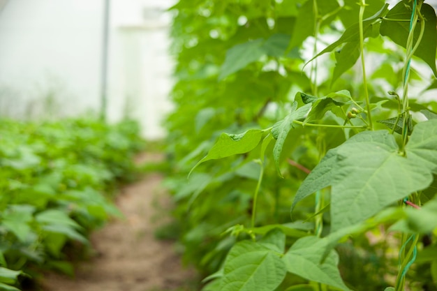 Buissons de haricots dans la serre