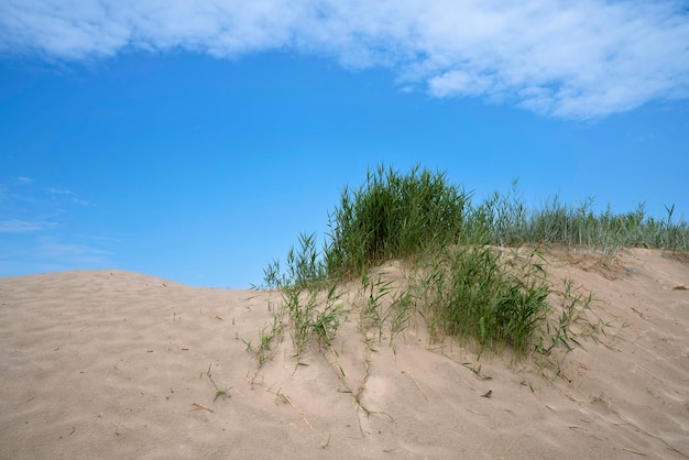 Buissons d'herbe sur une dune de sable près de la plage sur la côte de la mer Baltique dans le village de Yantarny région de Kaliningrad Russie