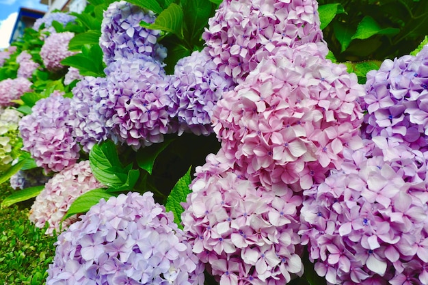 Photo buissons d'hortensia colorés poussant à l'extérieur dans le jardin à hondarribia pays basque espagne couleurs vives vert rose violet et bleu concepts de jardinage et de confort