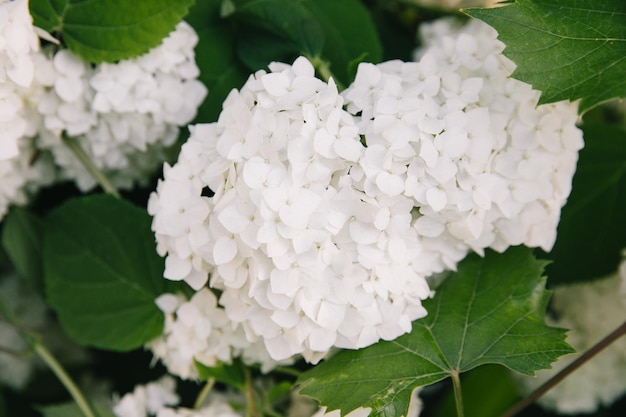 Buissons d'hortensias à fleurs sur fond de pelouse verte Plantes ornementales de jardin avec de grandes inflorescences blanches Botanique