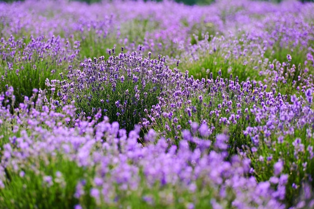 Buissons de lavande en fleurs dans un champ