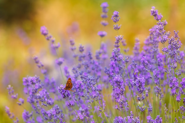 Photo buissons de lavande avec un papillon