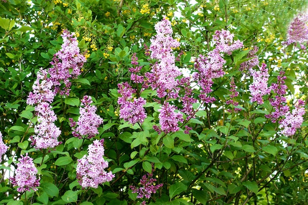 Buissons de lilas jardin à l'abandon printemps été