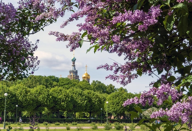 Buissons de lilas avec vue sur l'Église du Sauveur sur le Sang Versé du Champ de Mars