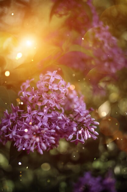 Buissons luxuriants de lilas. Fleurs de printemps par une journée ensoleillée, fond botanique floral en sourdine