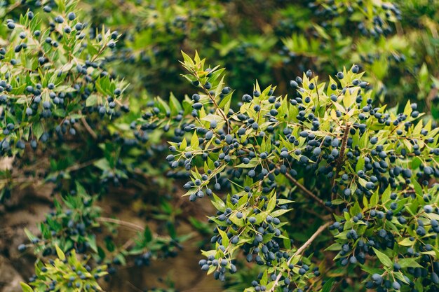 Buissons Myrtus communis avec de nombreuses petites baies bleues parmi les feuilles.