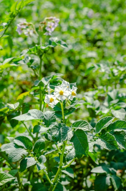 Buissons de pommes de terre pendant la floraison dans un domaine agricole, en été