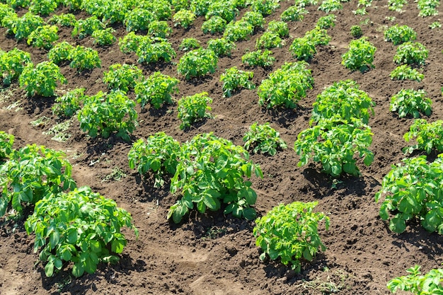 Buissons de pommes de terre vertes plantés en rangées sur un champ de ferme Agriculture journée ensoleillée d'été Champ de légumes Mise au point sélective
