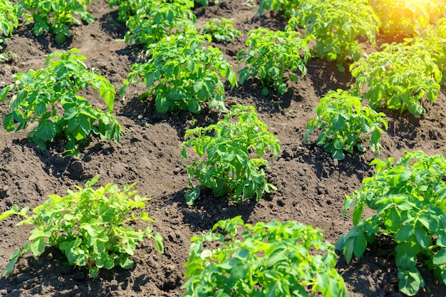 Buissons de pommes de terre vertes plantés en rangées sur un champ de ferme Agriculture journée ensoleillée d'été Champ de légumes Mise au point sélective