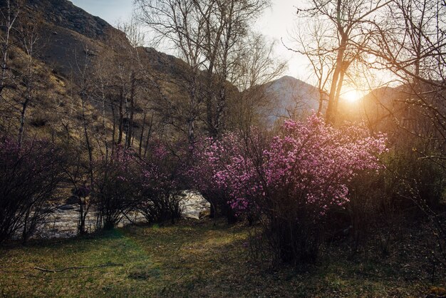 Buissons de rhododendrons en fleurs avec des fleurs roses sur fond de montagnes, petite rivière et soleil levant. Paysage de coucher de soleil de printemps.