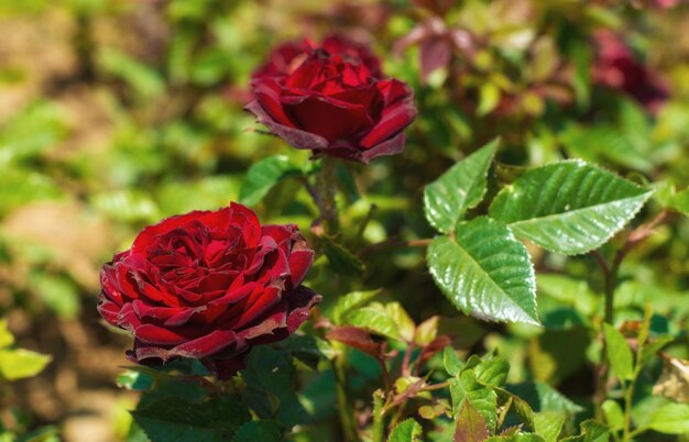 Buissons de roses dans le jardin