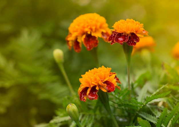 Les buissons sont des plantes annuelles de la famille des astères.