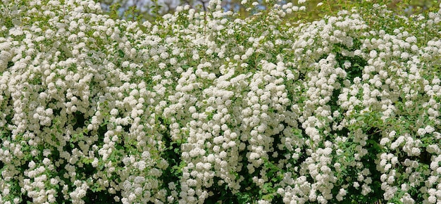 Buissons de spirée à fleurs blanches un jour de printemps