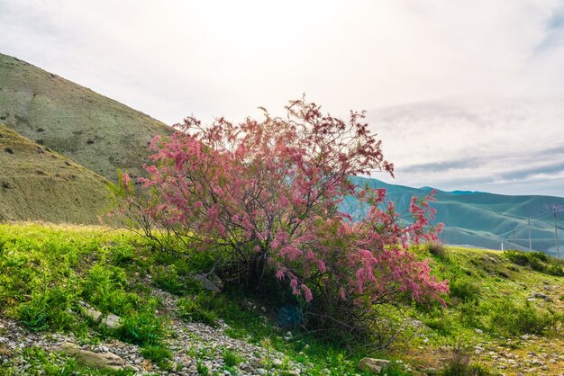 Buissons de tamarix en fleurs dans une vallée de montagne