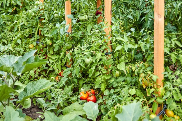 Buissons avec des tomates rouges et vertes dans le jardin