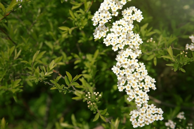 Buissons verts avec de belles fleurs blanches dans le jardin