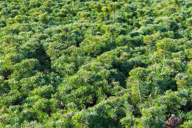 Buissons verts luxuriants de pins de buissons de conifères