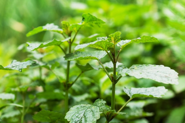 Des buissons verts de menthe parfumée poussent