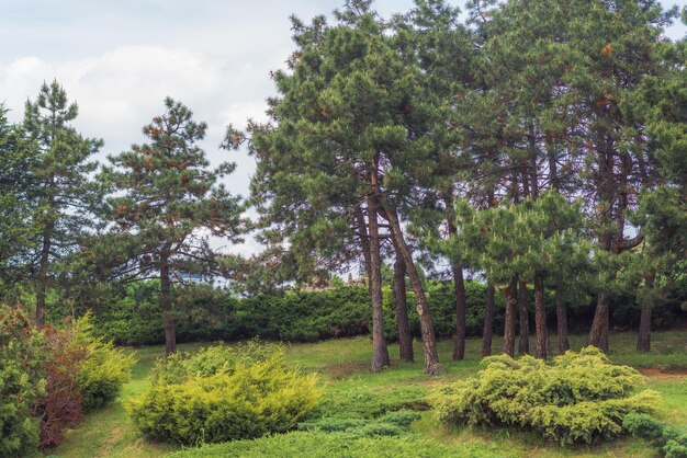 Buissons verts de printemps dans le jardin