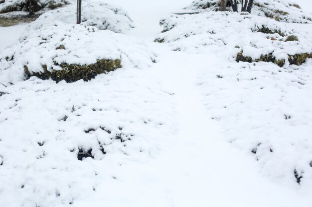 Buissons verts recouverts de neige.