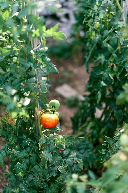 Des buissons verts de tomates poussent dans les lits