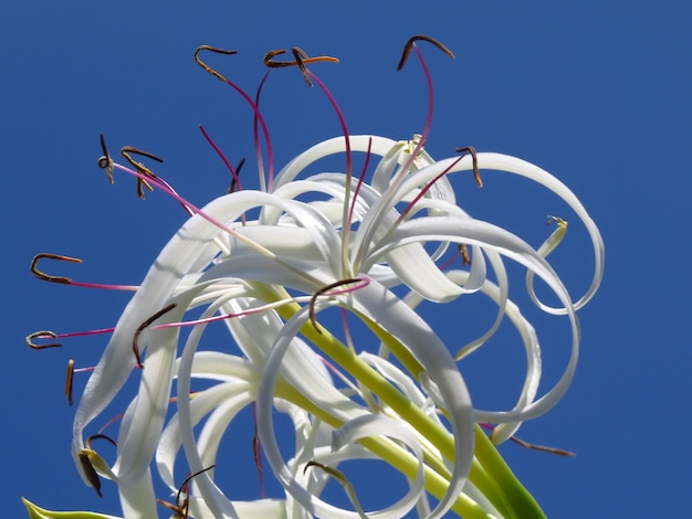 Photo le bulbe venimeux est une plante marine typique.