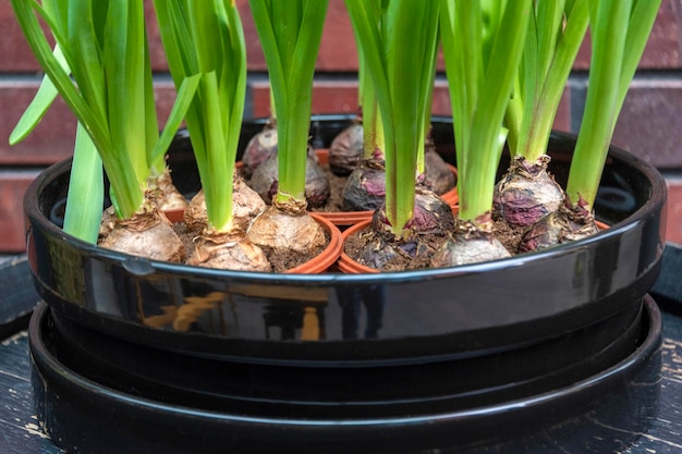 Bulbes de fleurs de printemps dans un pot. Marché aux fleurs, jardinage, serre, plantes d'intérieur. Photo de haute qualité