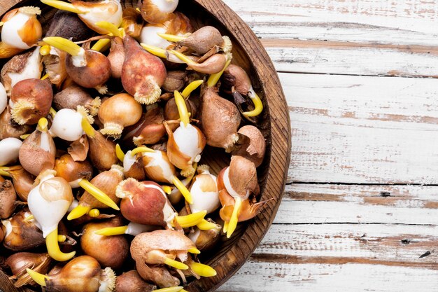 Bulbes de fleurs sur la table