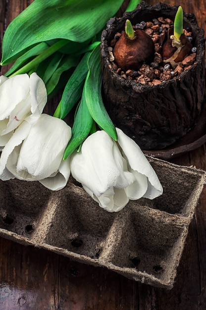 Bulbes germés sur fond blanc tulipes coupées fraîches