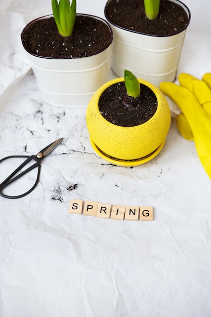 Bulbes de jacinthe transplantés dans de nouveaux pots, dans le contexte d'outils de jardinage, gants jaunes. Lettrage de printemps.