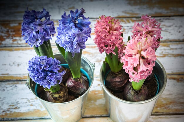 Bulbes De Jacinthes Bleues Et Roses En Fleurs Dans Un Joli Pot En Métal.