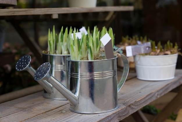 Bulbes de jacinthes dans les pots pour planter le printemps