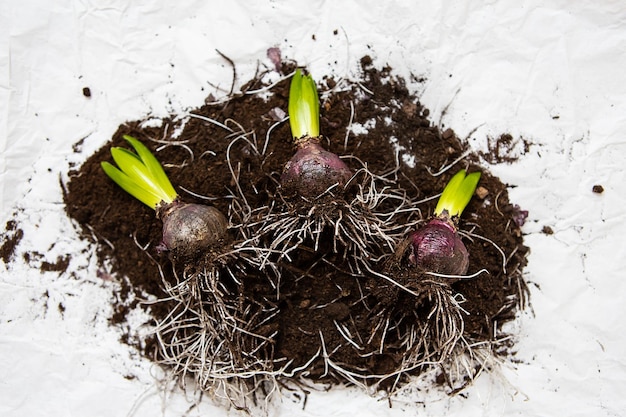 Les bulbes de jacinthes se trouvent sur le sol transplantés dans un pot Ambiance printanière Vue d'en haut