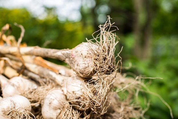 Bulbes d'oignons fraîchement creusés sur le bois. L'agriculture maraîchère. Oignon stocké dans le panier