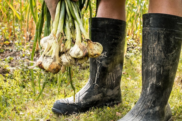 Bulbes d'oignons fraîchement creusés dans les mains. Bulbes frais avec des sommets. plantation d'oignons dans le potager ag