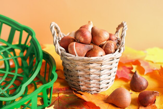 Bulbes de tulipes dans un panier sur un fond d'automne lumineux avec des boîtes pour la plantation