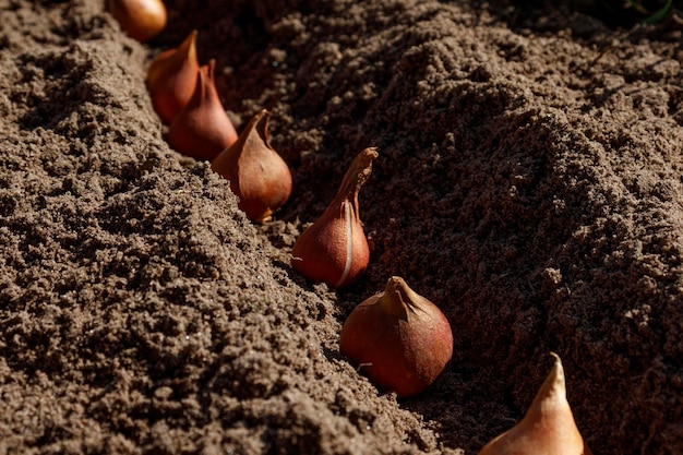 Photo bulbes de tulipes plantés dans le sol à proximité en automne ou au printemps