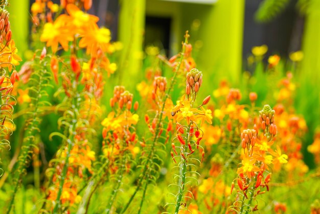 Bulbine frutescens est une espèce de plante à fleurs du genre Bulbine