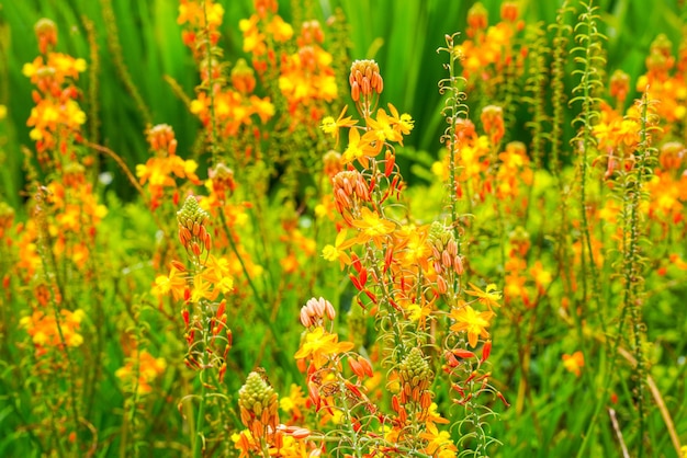 Bulbine frutescens est une espèce de plante à fleurs du genre Bulbine