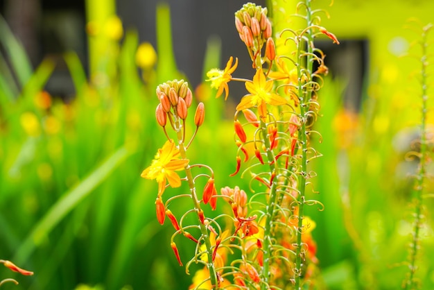 Bulbine frutescens est une espèce de plante à fleurs du genre Bulbine