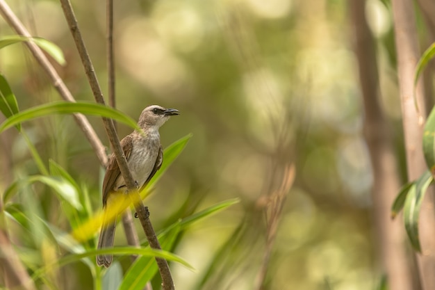 Bulbul aéré jaune, Pycnonotus goiavier, perché sur le rameau. Bali en Indonésie.